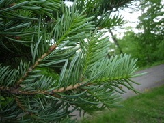 Abies holophylla