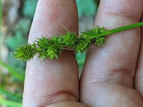 Image of Carex annectens by (c) Alison Northup, some rights reserved (CC BY)