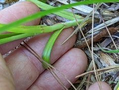 Carex conjuncta