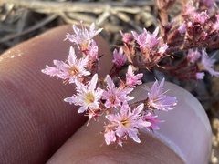 Chorizanthe fimbriata