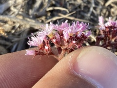 Chorizanthe fimbriata