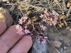 Chorizanthe fimbriata