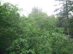 Cotoneaster multiflorus