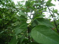 Cotoneaster multiflorus