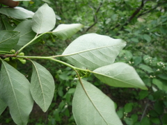 Cotoneaster multiflorus