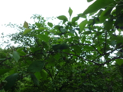 Cotoneaster multiflorus
