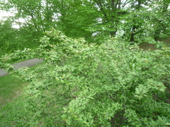 Cotoneaster acutifolius