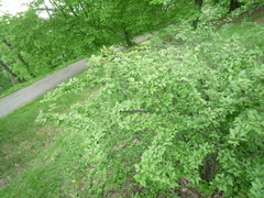 Cotoneaster acutifolius