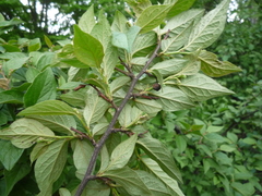 Cotoneaster acutifolius
