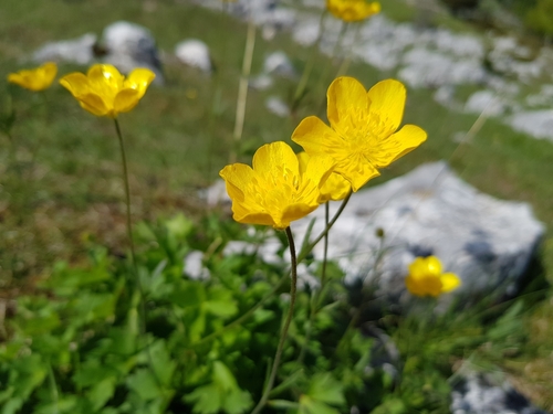 Hooked Buttercup (Ranunculus aduncus)