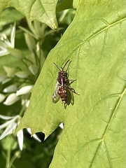 Nomada ferruginata