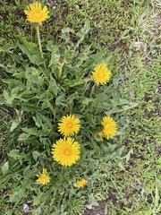 Taraxacum