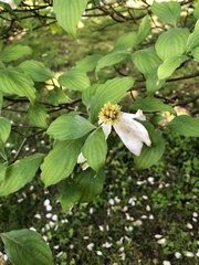 Cornus florida