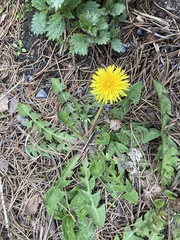 Taraxacum