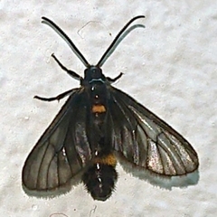 Psichotoe duvaucelii