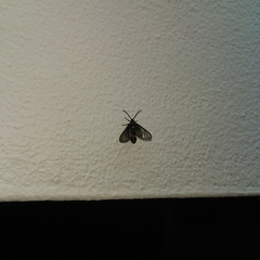 Psichotoe duvaucelii