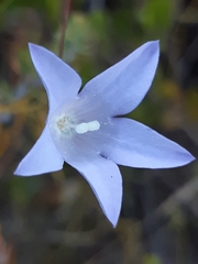 Wahlenbergia cernua