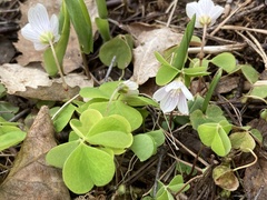 Oxalis acetosella