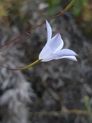 Wahlenbergia cernua
