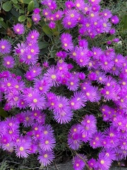 Drosanthemum floribundum