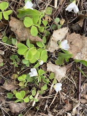 Oxalis acetosella