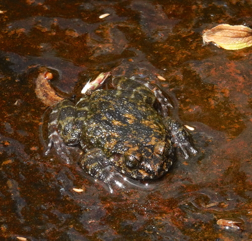 Kirthisinghe's rock frog, Nannophrys marmorata
