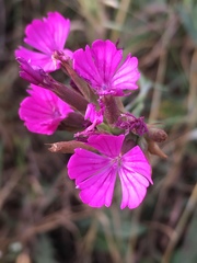 Dianthus cruentus