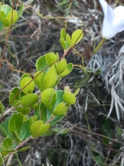 Wahlenbergia cernua