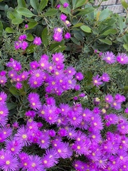 Drosanthemum floribundum