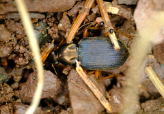 Chlaenius tricolor