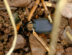 Chlaenius tricolor