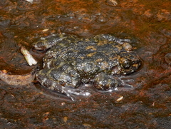 Nannophrys marmorata