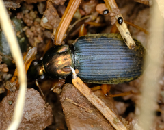 Chlaenius tricolor