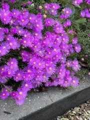 Drosanthemum floribundum