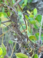 Wahlenbergia cernua
