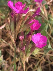 Dianthus cruentus