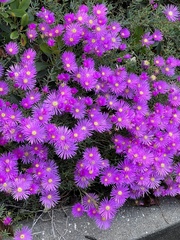 Drosanthemum floribundum
