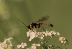 Tryphoninae