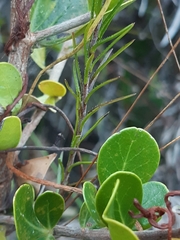 Wahlenbergia cernua