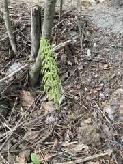 Equisetum sylvaticum
