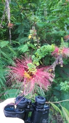 Calliandra houstoniana calothyrsus