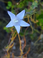 Wahlenbergia cernua