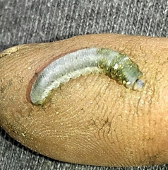 Monostegia abdominalis