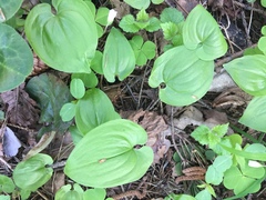 Maianthemum bifolium