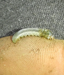 Monostegia abdominalis