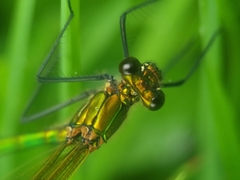 Calopteryx splendens
