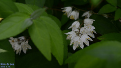 Deutzia