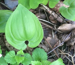 Maianthemum bifolium