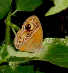 Mycalesis patnia