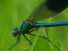 Calopteryx splendens